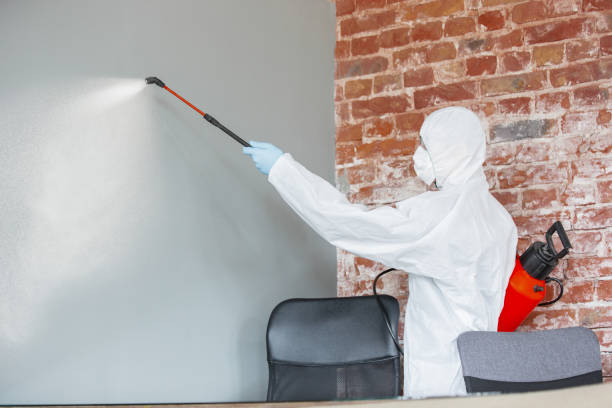 Reliable Cabazon, CA Mold Removal Solutions
